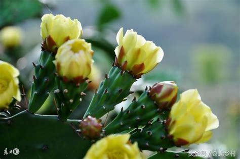 仙人掌開花意義|仙人掌開花嗎？仙人掌開花代表什麼？有什麼寓意嗎？。